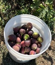 Organic Figs (12 oz)