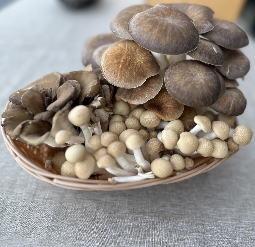 Mushroom Basket