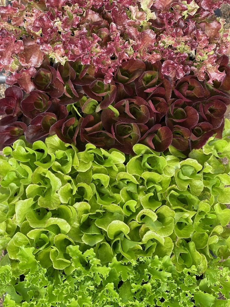 Organic Lettuce Blend (7oz)