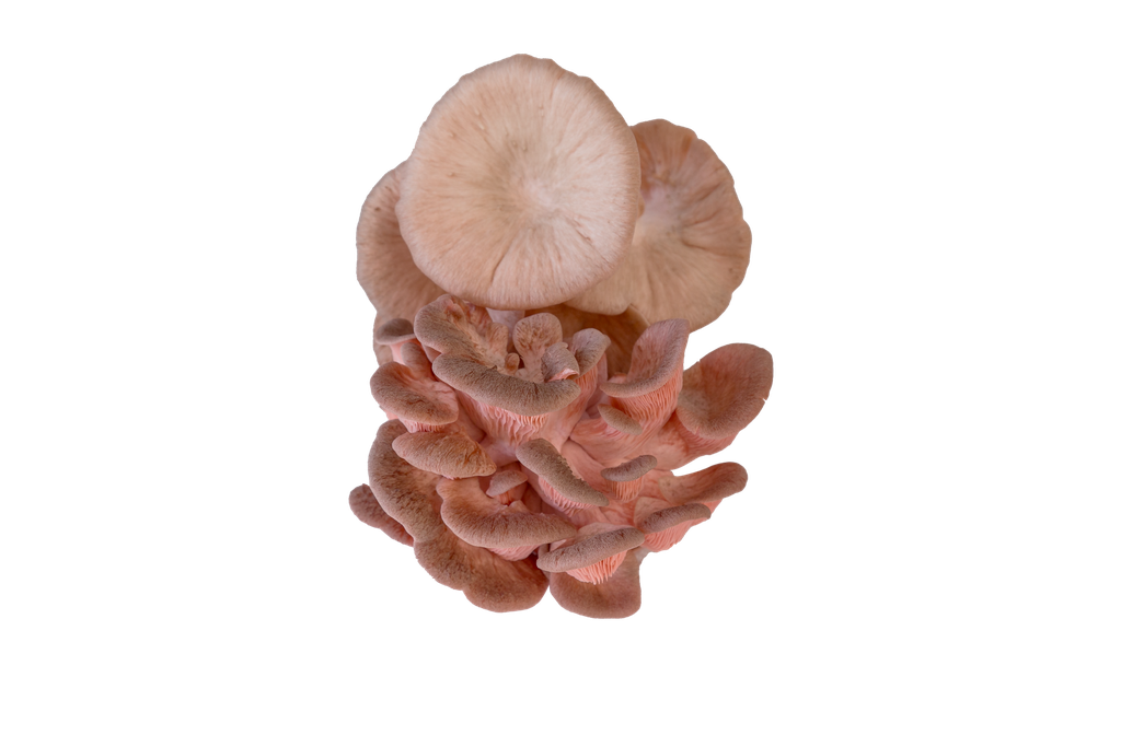 Organic Pink Oyster Mushrooms