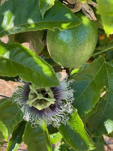 Organic Passion Fruit (Large)