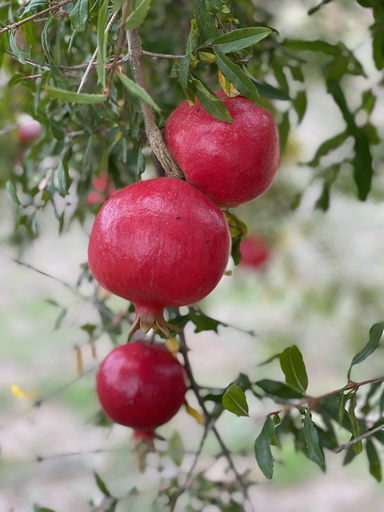 Organic Pomegranate Vinegar (8.5 oz)